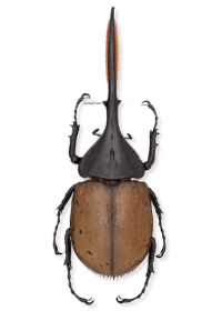 Dynastes hercules Dynastes hercules