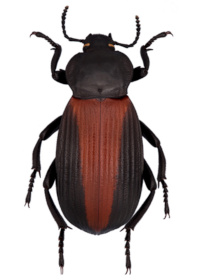 Eleodes acutus Eleodes acutus