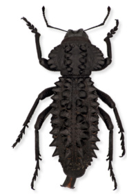 Gagatophorus draco Gagatophorus draco