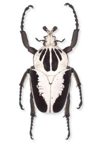 Goliathus regius Goliathus regius