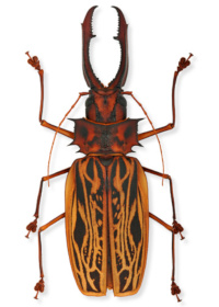 Macrodontia cervicornis Macrodontia cervicornis