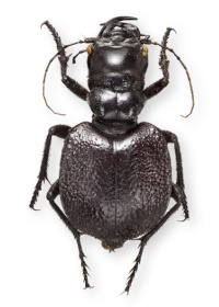 Manticora latipennis Manticora latipennis