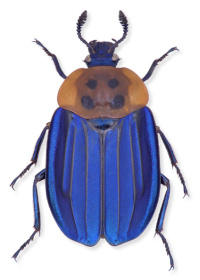 Necrophila formosa Necrophila formosa