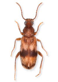 Notoxus calcaratus Notoxus calcaratus