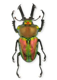 Phalacrognathus muelleri Phalacrognathus muelleri