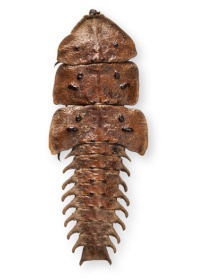 Platerodrilus korinchianus Platerodrilus korinchianus
