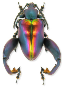 Sagra buqueti Sagra buqueti