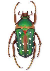 Stephanorrhina guttata Stephanorrhina guttata