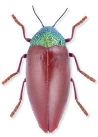 Sternocera chrysis Sternocera chrysis