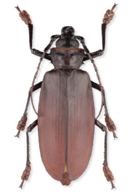 Titanus giganteus Titanus giganteus