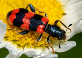 Trichodes apiarius