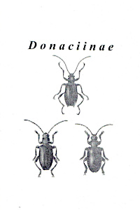 Cover of Donaciinae