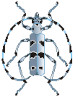 Cover of EVS - Entomological Association Stuttgart