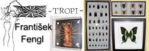 Cover of Tropifengl