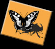Cover of The East Moravian branch of CSE