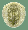 Obálka Cassidinae of the world