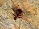 Obálka Cholevinae of the World