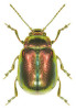 Obálka Chrysomelidae: The Leaf Beetles of Europe and the Mediterranean Subregion