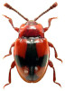 coleoptera1 PL