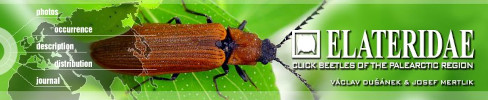Obálka ELATERIDAE: Click Beetles of the Palaearctic Region