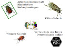 Cover of Koleoperologie.de
