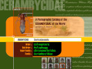 Cover of Old World Cerambycidae Catalog