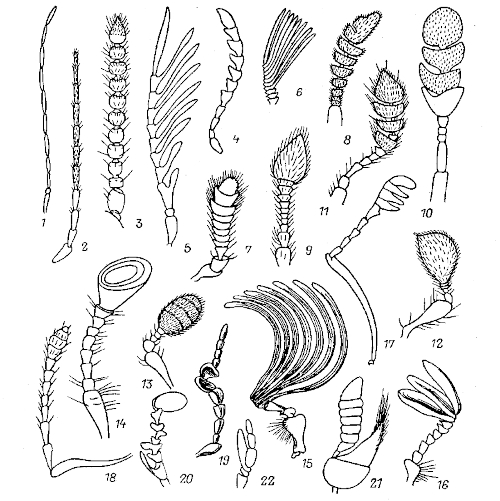 Různé varianty tykadel řádu Coleoptera Různé varianty tykadel řádu Coleoptera