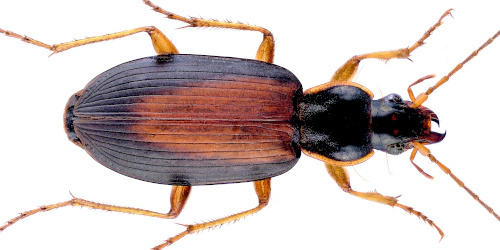 Dolichus halensis (Schaller, 1783)