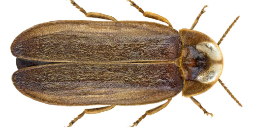 Lamprohiza splendidula (Linnaeus, 1767) Lamprohiza splendidula (Linnaeus, 1767)