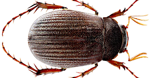 Maladera (Maladera) holosericea (Scopoli, 1772) Maladera (Maladera) holosericea (Scopoli, 1772)