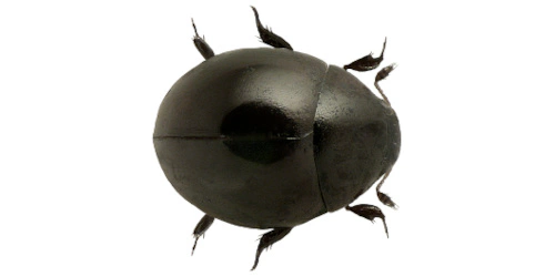 Sphaerius acaroides (Waltl, 1838) Sphaerius acaroides (Waltl, 1838)