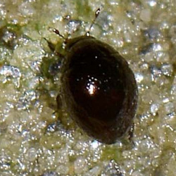 Sphaerius acaroides (Waltl, 1838) Sphaerius acaroides (Waltl, 1838)
