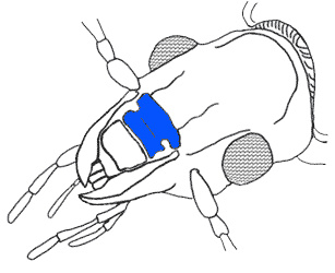 clypeus