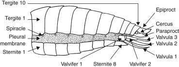 Valvula