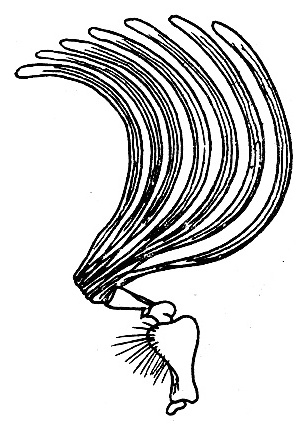 Lamellate antennae